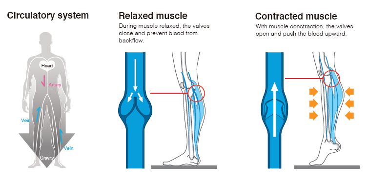 ふくらはぎの筋ポンプ活動