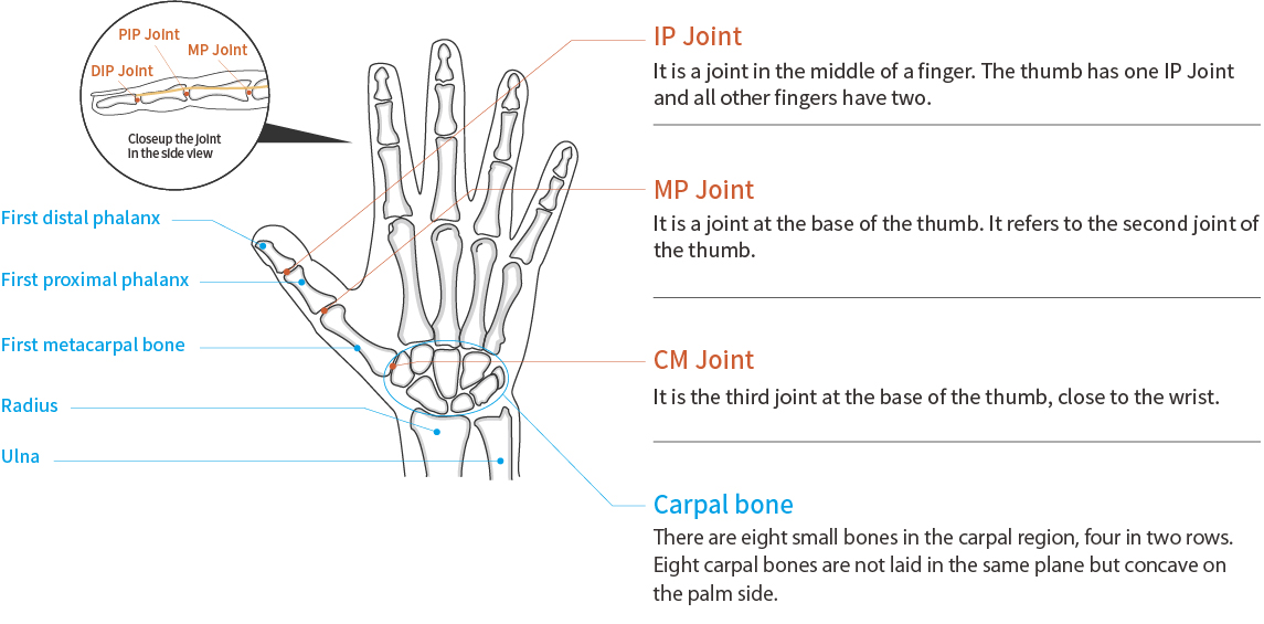 拇指和手指的功能與解剖