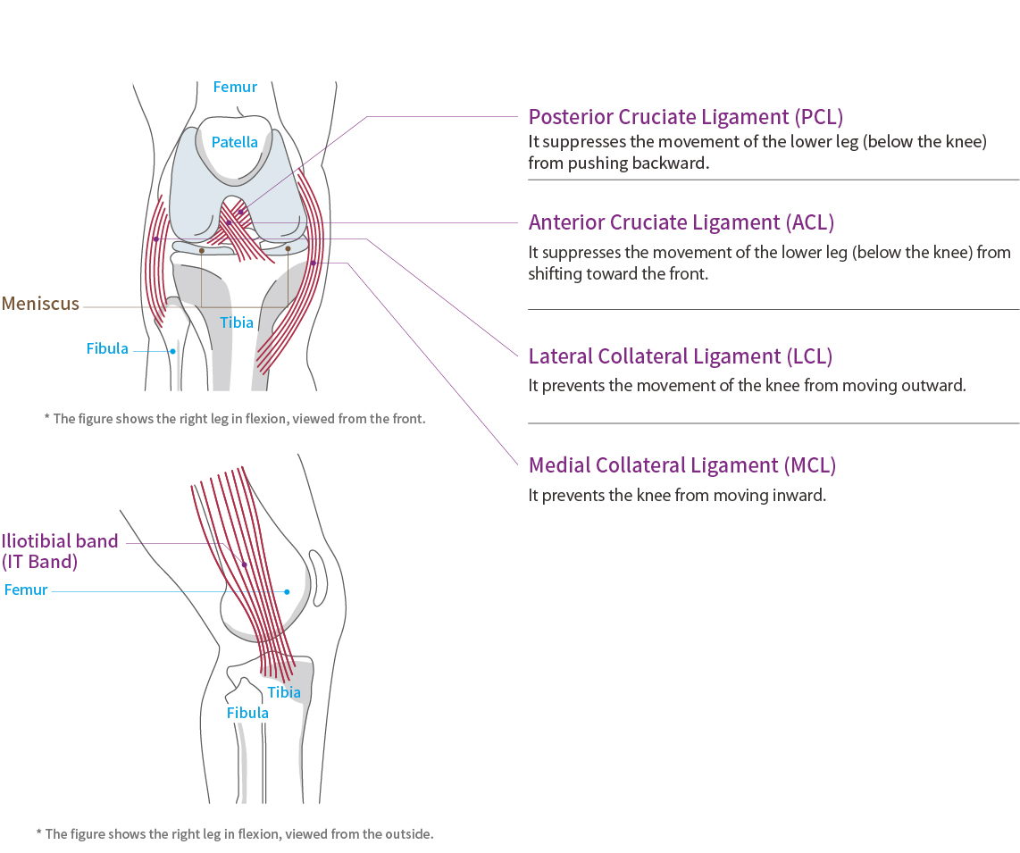 膝蓋功能與解剖