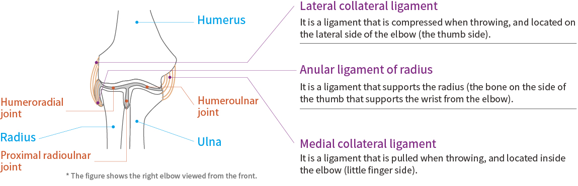 Elbow function and anatomy