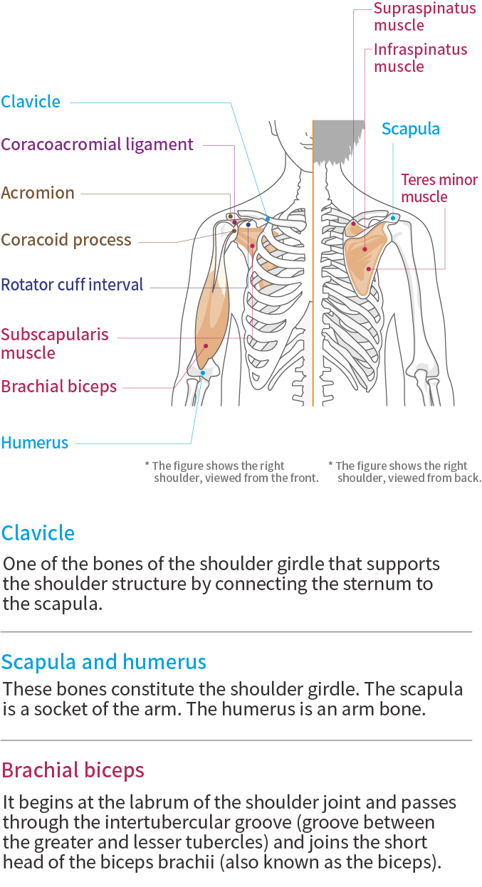 肩部功能與解剖