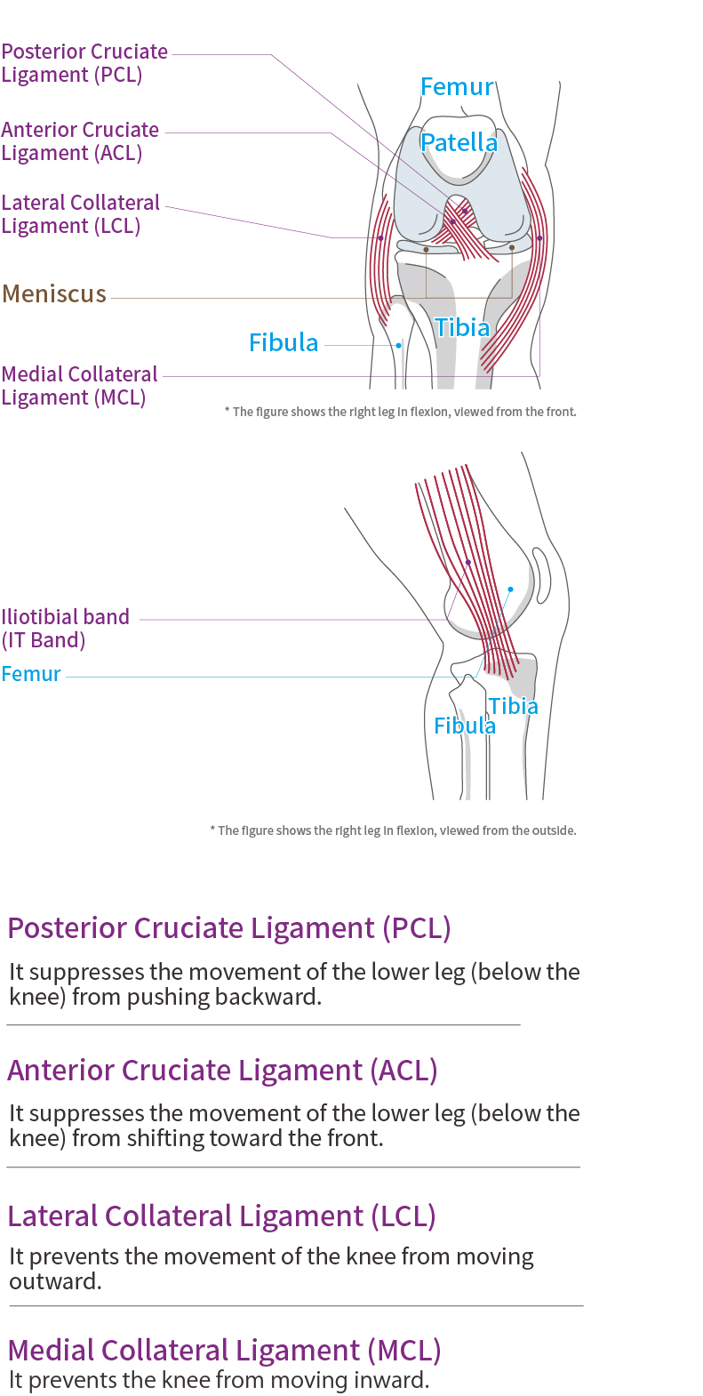 膝蓋功能與解剖