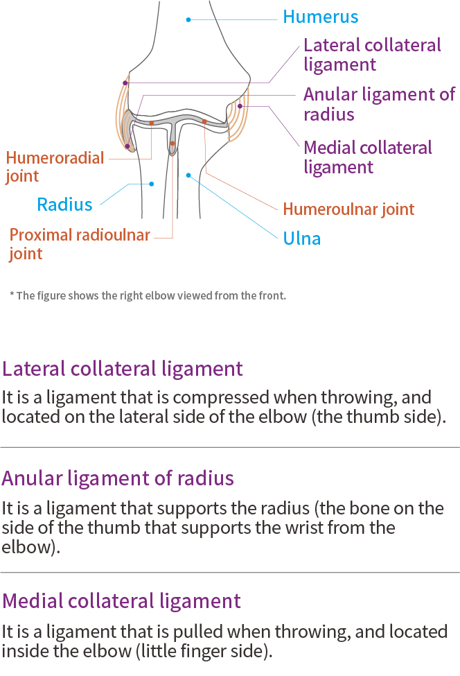 Elbow function and anatomy