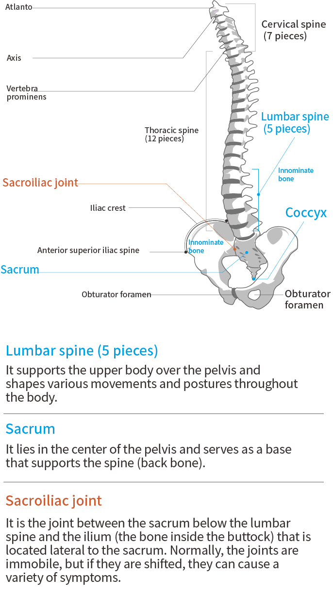 下背部的功能與解剖