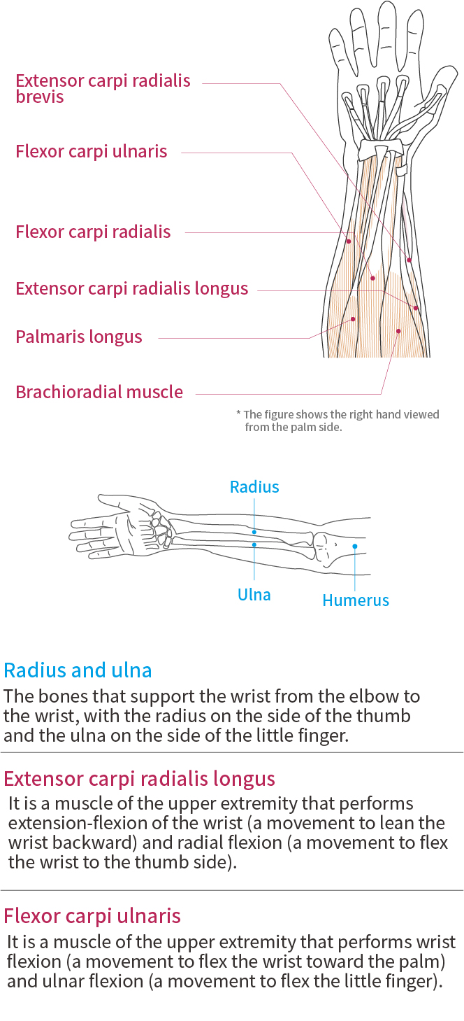 Wrist Function and Anatomy