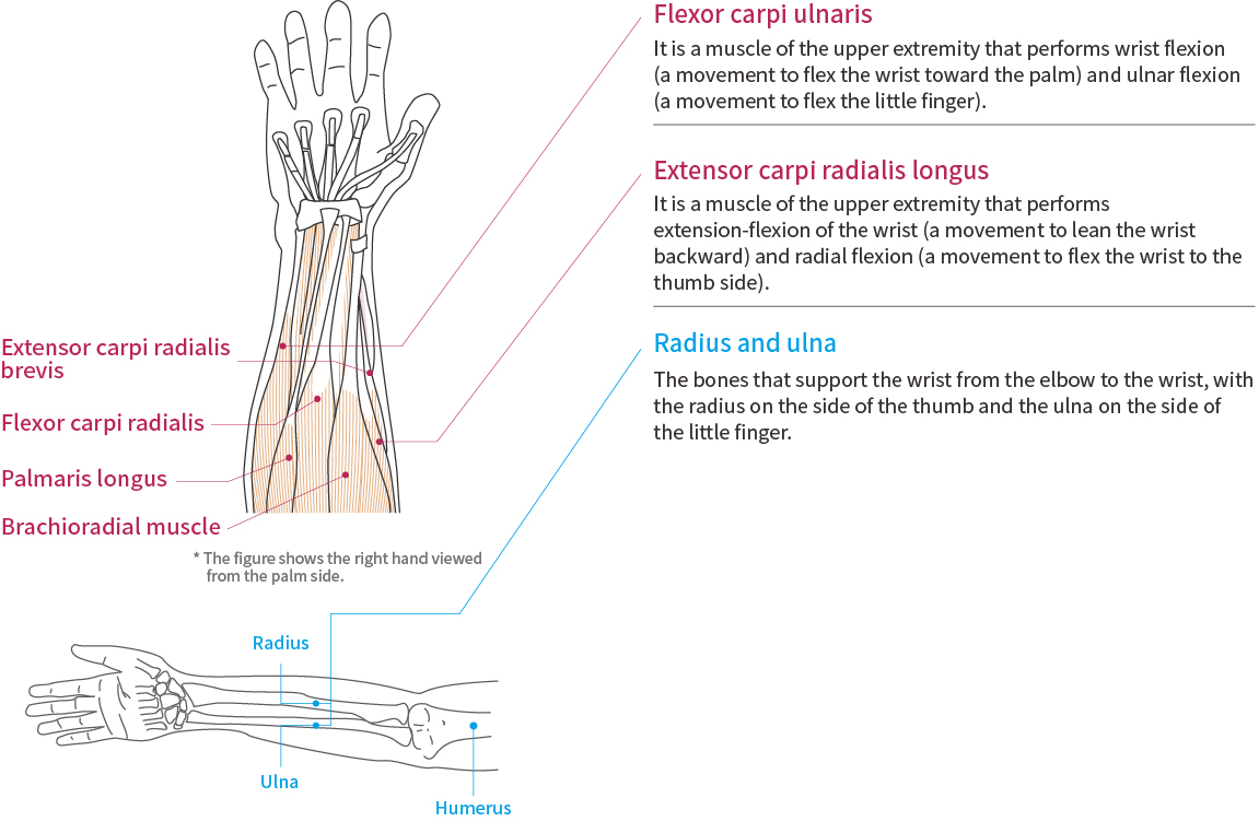 Wrist Function and Anatomy